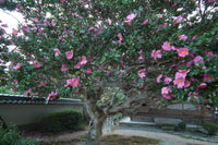 2 Graines de Camélia d'automne, Camellia Sasanqua