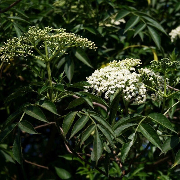 10 Graines de Sambucus canadensis, Sureau du Canada, Sureau Blanc