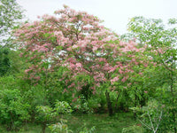 3 Graines de Cassia Javanica, Casse de Java