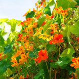 Graines de Tropaeolum majus "Whirlybird" Mix, Capucines à grandes fleurs