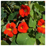 Graines de Tropaeolum majus Mix, Capucines