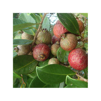 Graines de Psidium Cattleianum, Goyavier de Chine