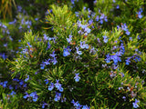 Boutures Romarin, Salvia Rosmarinus, Rosmarinus Oficinalis