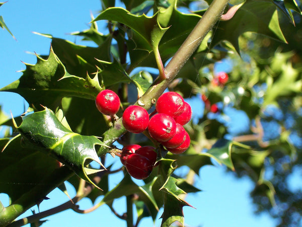 Boutures de Houx, Ilex aquifolium, Houx Commun