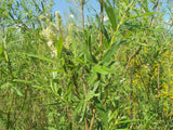 Plant Saule des Vanniers, Saule Osier, Osier Vert, Vime, Salix viminalis, Racines Nues