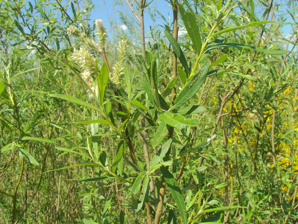 Boutures Saule des Vanniers, Saule Osier, Osier Vert, Vime, Salix viminalis