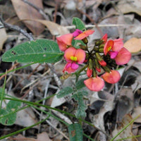 Graines de Vigne corail, Kennedia coccinea