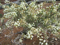 Graines Acacia Genistifolia, Acacia Diffusa