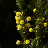 Graines Acacia Paradoxa, Acacia Armata