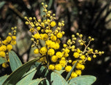 Graines Acacia Obliquinervia, Caryer de montagne