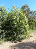 Graines Acacia Decurrens, Mimosa vert