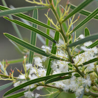 Graines Acacia suaveolens, Mimosa au parfum délicieux