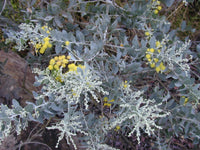 Graines Acacia podalyriifolia, Mimosa à feuilles de Podalyria