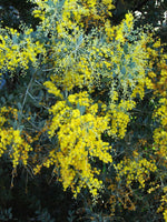 Graines Acacia podalyriifolia, Mimosa à feuilles de Podalyria