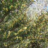 Graines Acacia siculiformis, Mimosa dague