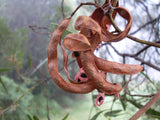 Graines Acacia melanoxylon, Mimosa à bois noir