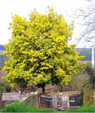 Graines Acacia dealbata, Mimosa d'hiver