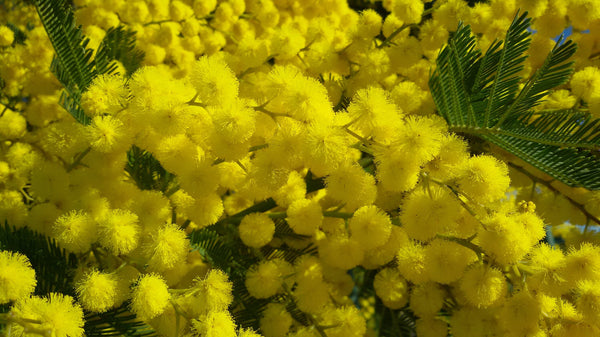 Graines Acacia dealbata, Mimosa d'hiver