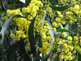 Graines Acacia pycnantha, Mimosa doré