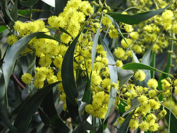 Graines Acacia pycnantha, Mimosa doré