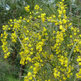 Graines Acacia cyanophylla, Mimosa à feuilles de Saule