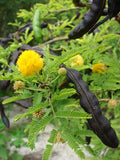 Graines Acacia farnesiana, Cassier