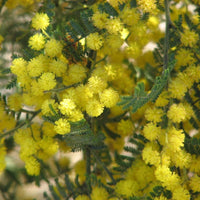 Graines Acacia cardiophylla, Mimosa de Wyalong