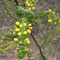 Graines Acacia uncinata