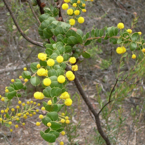 Graines Acacia uncinata