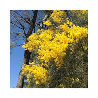 Graines Acacia adunca, Mimosa de Wallangarra