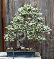 Boutures de Chalef, Elaeagnus Ebbingei, Eleagnus de Ebbing