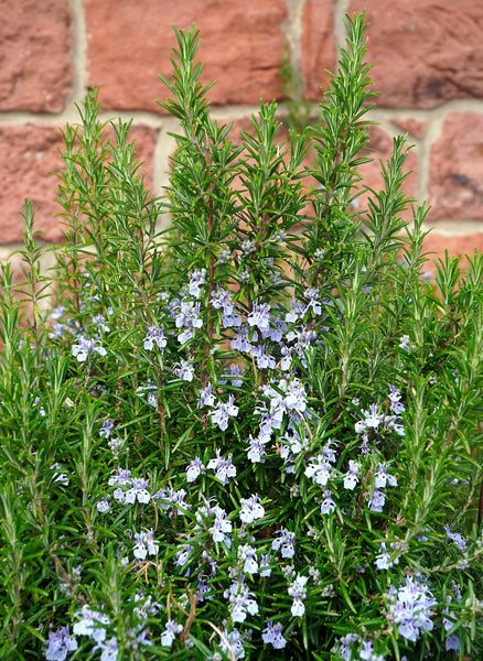 Boutures Romarin Rampant, Rosmarinus officinalis var. repens