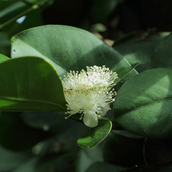 Graines de Psidium Cattleianum, Goyavier de Chine