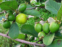 Graines de Psidium guineense, Goyavier du Brésil, Goyavier de Guinée