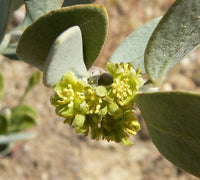 1 Graine de Jojoba, Simmondsia chinensis