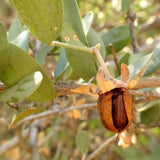 1 Graine de Jojoba, Simmondsia chinensis