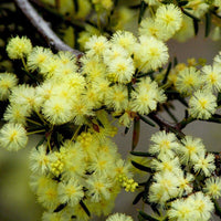 Graines Acacia Genistifolia, Acacia Diffusa