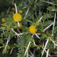 Graines Mimosa Odorant, Acacia Karroo