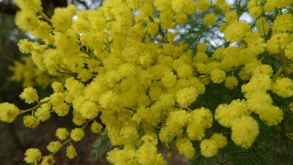 Graines Acacia Decurrens, Mimosa vert