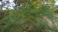 Graines Acacia Decurrens, Mimosa vert