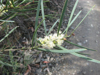 Graines Acacia suaveolens, Mimosa au parfum délicieux