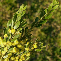 Graines Acacia vestita, Mimosa de Sainte Hélène