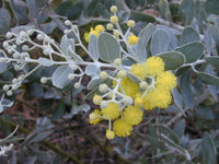 Graines Acacia podalyriifolia, Mimosa à feuilles de Podalyria