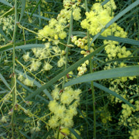 Graines Acacia iteaphylla, Mimosa à feuilles de saule