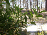 Graines Acacia melanoxylon, Mimosa à bois noir