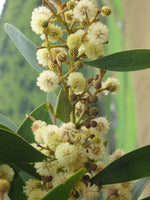 Graines Acacia melanoxylon, Mimosa à bois noir