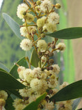 Graines Acacia melanoxylon, Mimosa à bois noir