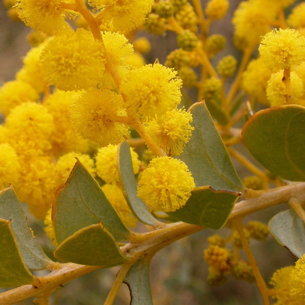 Graines Acacia pravissima, Mimosa à feuilles triangulaires