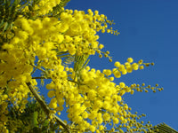 Graines Acacia dealbata, Mimosa d'hiver