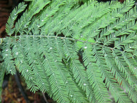 Graines Acacia dealbata, Mimosa d'hiver